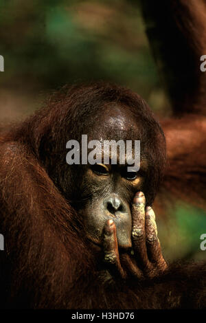 Bornean Orang-Utans (Pongo Pygmaeus) Stockfoto