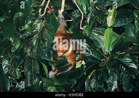 Nasenaffe (Nasalis Larvatus) Stockfoto