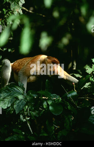 Nasenaffe (Nasalis Larvatus) Stockfoto
