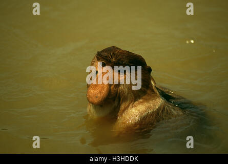 Nasenaffe (Nasalis Larvatus) Stockfoto