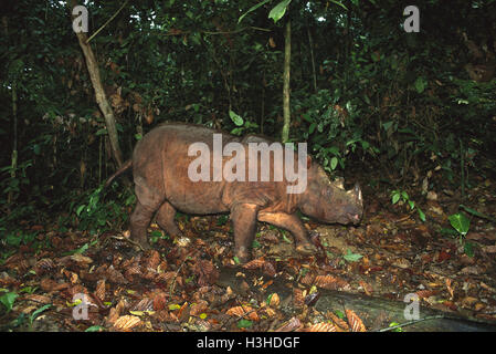 Sumatra-Nashorn (Dicerorhinus Sumatrensis) Stockfoto