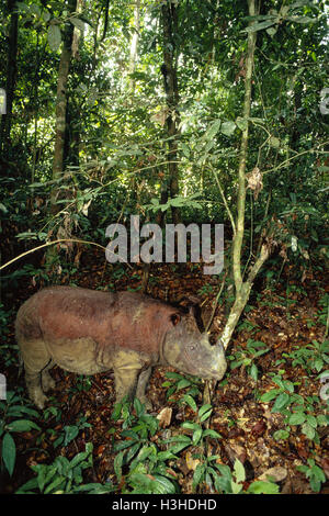 Sumatra-Nashorn (Dicerorhinus Sumatrensis) Stockfoto