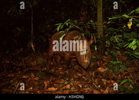 Sumatra-Nashorn (Dicerorhinus Sumatrensis) Stockfoto