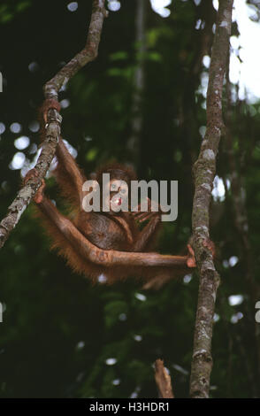 Bornean Orang-Utans (Pongo Pygmaeus) Stockfoto