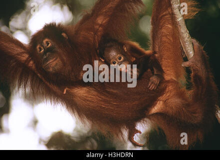 Bornean Orang-Utans (Pongo Pygmaeus) Stockfoto