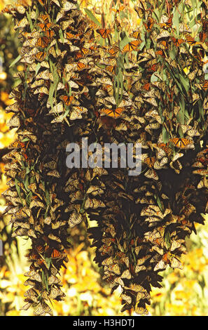 Monarch oder Wanderer Schmetterlinge (Danaus plexippus Plexippus) Stockfoto