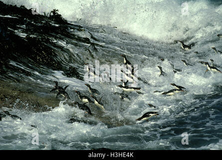 Südlichen Felsenpinguin (Eudyptes Chrysocome) Stockfoto