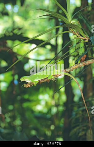 Gebänderten Fidschi Leguan (Brachylophus Fasciatus) Stockfoto