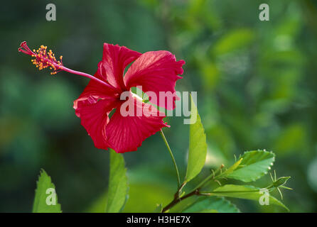Chinesische Rose (Hibiscus rosa-sinensis) Stockfoto