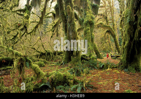 Frau in Hoh Rainforest Emissionshandelsystem unten Ahorne (Acer Macrophyllum) Stockfoto