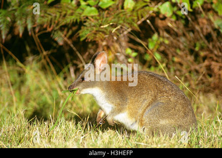 Red-necked Pademelon (Thylogale Thetis) Stockfoto