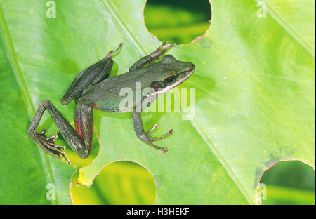 Weißlippen-Frosch (Hylarana Raniceps) Stockfoto