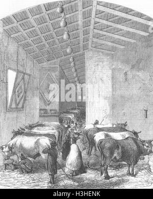 Die Kühe Dept, italienische Expo, Florenz 1861. Illustrierte London News Stockfoto