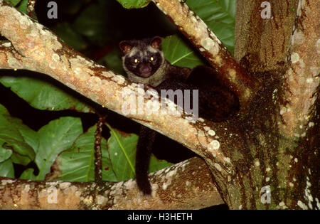 Gemeinsamen Fleckenmusang (Paradoxurus Hermaphroditus) Stockfoto