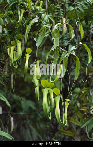 Die Reinwardt Kannenpflanze (Nepenthes Reinwardtiana) Stockfoto