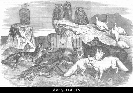 Arktis-arktische Füchse und Vögel 1854. Illustrierte London News Stockfoto