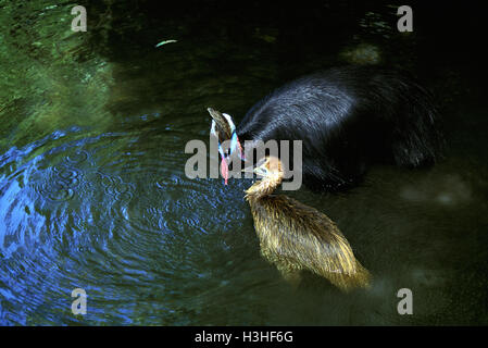 Südlichen Helmkasuar (Casuarius Casuarius) Stockfoto