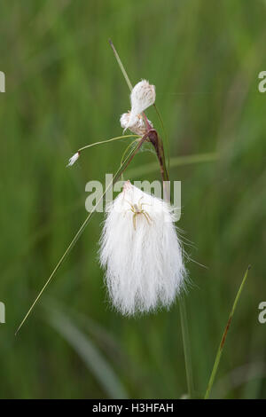 gemeinsamen Wollgras (Wollgras Angustifolium) Blumen wachsen im Feld im Marschland, Hampshire, England, UK Stockfoto