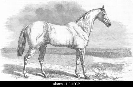 BUENOS AIRES Tam o ' Shanter, Riss Racer von 1851. Illustrierte London News Stockfoto