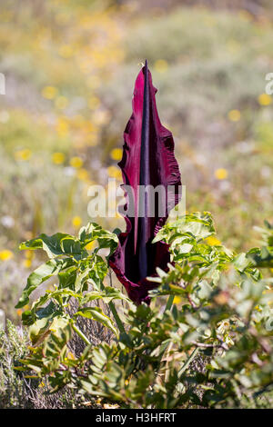 Drachen-Arum (Dracunculus Vulgaris)-Blume wächst auf Hügel in Kreta, Griechenland Stockfoto