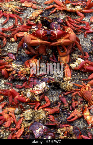 Weihnachtsinsel rote Krabbe (Gecarcoidea Natalis) Stockfoto