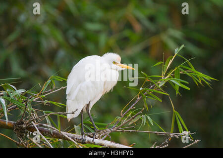 Kuhreiher (Bubulcus Ibis) Erwachsenen Brutzeit thront im Baum über dem Wasser, Costa Rica Stockfoto