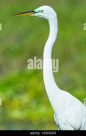 Silberreiher oder Silberreiher (Ardea Alba) Nahaufnahme von Kopf und Hals der Erwachsenen in der Zucht Saison, Florida, USA Stockfoto