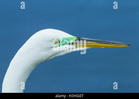 Silberreiher oder Silberreiher (Ardea Alba) Nahaufnahme von Kopf und Hals der Erwachsenen in der Zucht Saison, Florida, USA Stockfoto