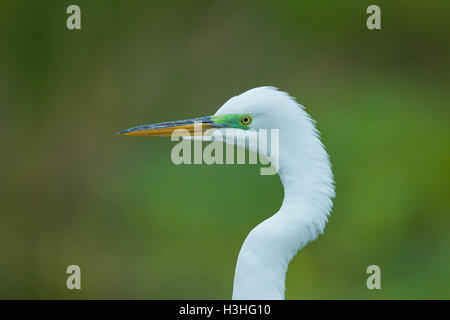 Silberreiher oder Silberreiher (Ardea Alba) Nahaufnahme von Kopf und Hals der Erwachsenen in der Zucht Saison, Florida, USA Stockfoto