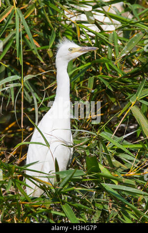 Snowy Silberreiher (Egretta unaufger) Altvogel in der dichten Vegetation, Costa Rica Stockfoto