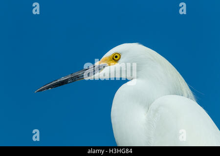 Snowy Silberreiher (Egretta unaufger) Portrait von Kopf und Hals der Altvogel, Florida, USA Stockfoto