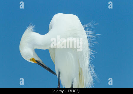 Snowy Silberreiher (Egretta unaufger) Erwachsene in der Zucht Gefieder, putzen, Florida, USA Stockfoto