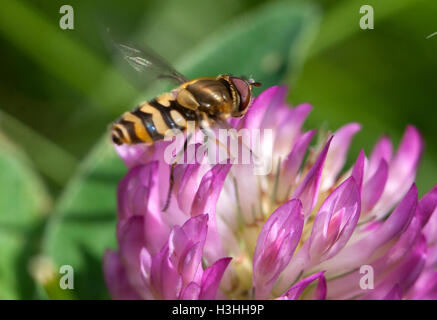 HOVERFLY auf Klee Blüte Stockfoto