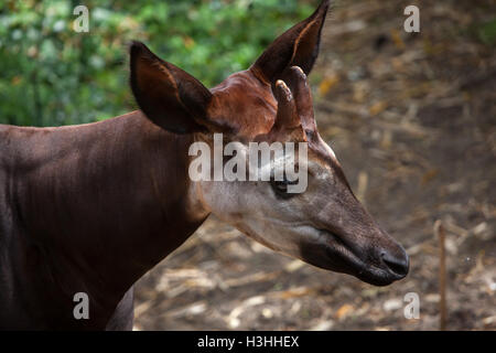 Okapi (Okapia Johnstoni). Tierwelt Tier. Stockfoto
