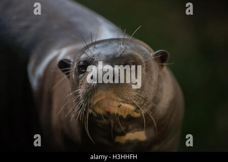 Riesenotter (Pteronura Brasiliensis), auch bekannt als die riesigen Fischotter. Tierwelt Tier. Stockfoto