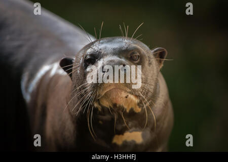 Riesenotter (Pteronura Brasiliensis), auch bekannt als die riesigen Fischotter. Tierwelt Tier. Stockfoto