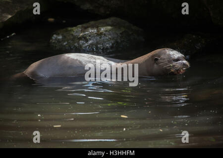 Riesenotter (Pteronura Brasiliensis), auch bekannt als die riesigen Fischotter. Tierwelt Tier. Stockfoto