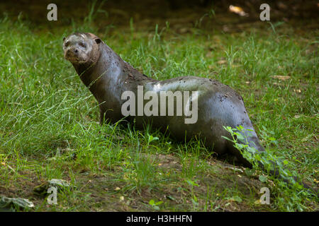 Riesenotter (Pteronura Brasiliensis), auch bekannt als die riesigen Fischotter. Tierwelt Tier. Stockfoto