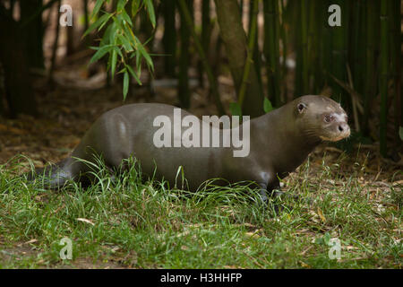 Riesenotter (Pteronura Brasiliensis), auch bekannt als die riesigen Fischotter. Tierwelt Tier. Stockfoto