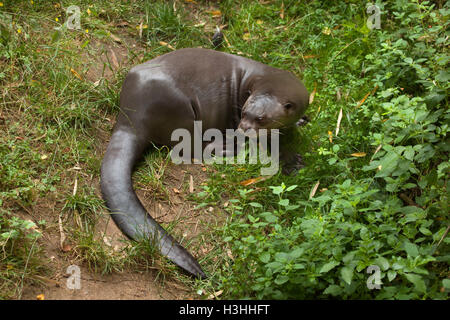 Riesenotter (Pteronura Brasiliensis), auch bekannt als die riesigen Fischotter. Tierwelt Tier. Stockfoto