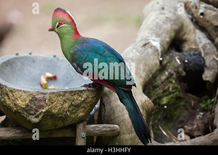 Fischers Turaco (Tauraco Fischeri) im Zoo Doue la Fontaine in Maine-et-Loire, Frankreich. Stockfoto