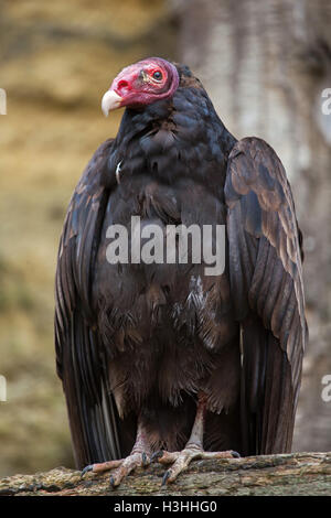 Türkei-Geier (Cathartes Aura), auch bekannt als der Türkei Bussard. Tierwelt Tier. Stockfoto