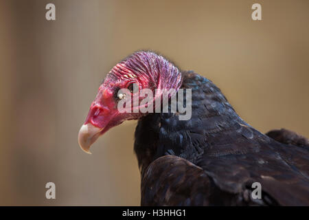 Türkei-Geier (Cathartes Aura), auch bekannt als der Türkei Bussard. Tierwelt Tier. Stockfoto