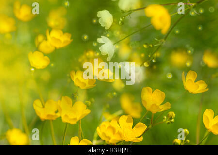 Gelbe Ranunkeln, Blumen im Frühling mit einem sanft, geschichteten Effekt "Leuchten" mit kleinen Gänseblümchen Knospen und Lichter. Stockfoto