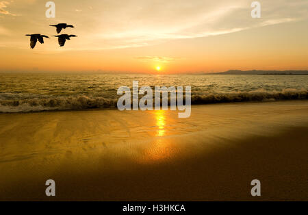 Sonnenuntergang Vögel fliegen ist drei Seevögel fliegen über dem Wasser, wie die Sonne am Horizont bunt Ozean. Stockfoto