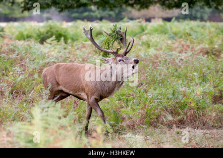 Rothirsch Cervus elaphus mit adlerfarn Brüllen während der Brunft in Bushy Park hampton London England Stockfoto