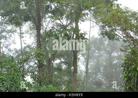 Blick auf ein Sekundärwald in den Atlantischen Wald an einem nebligen, nebligen Tag, Petropolis, Brasilien Stockfoto