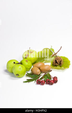 Holzäpfel. Eicheln, Weißdornbeeren und Buche Nuss auf weißem Hintergrund. Stockfoto