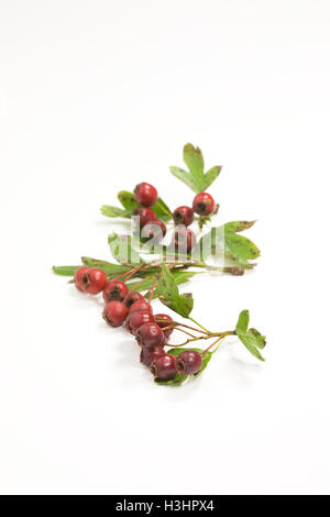 Crataegus Monogyna Beeren im Herbst auf einem weißen Hintergrund. Stockfoto