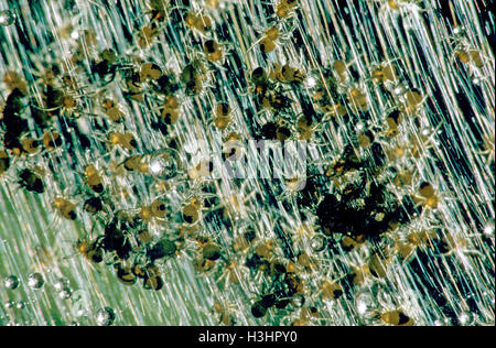 Araneus Diadematus - Garten Jungspinnen ihre Baumschule Web in einen englischen Garten. Stockfoto